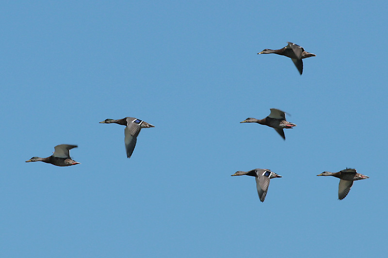 Mallards