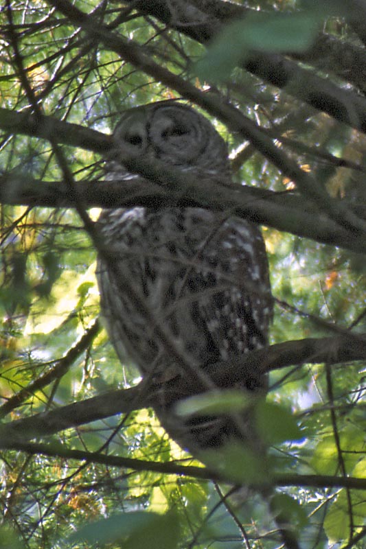 Barred Owl