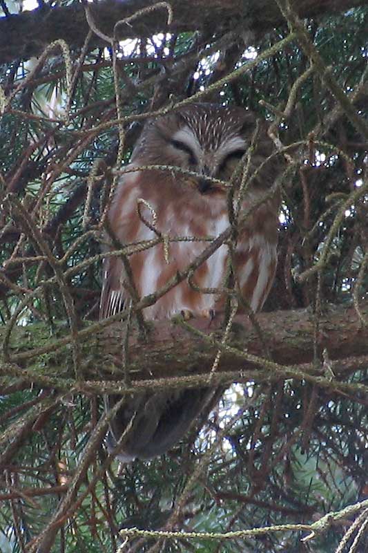 Saw-whet Owl