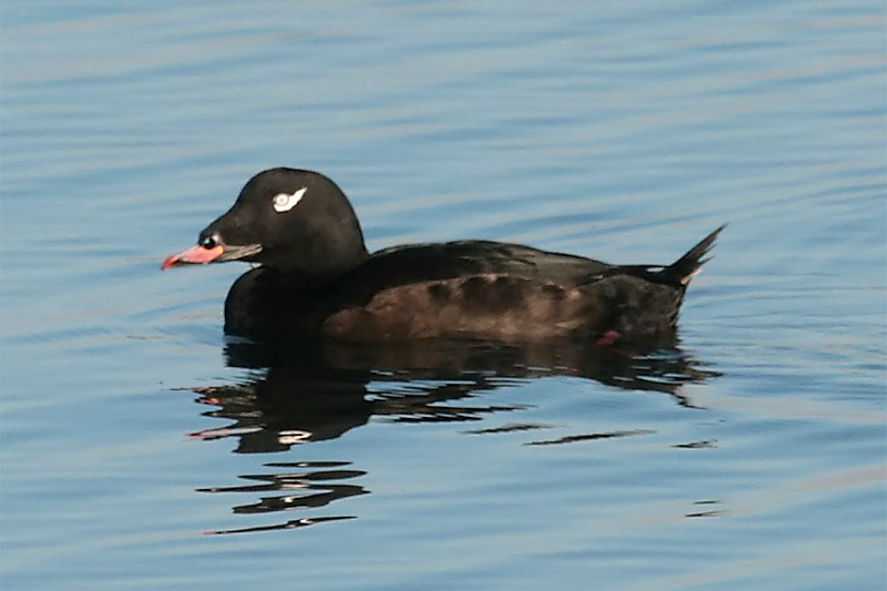 White-winged Scoter