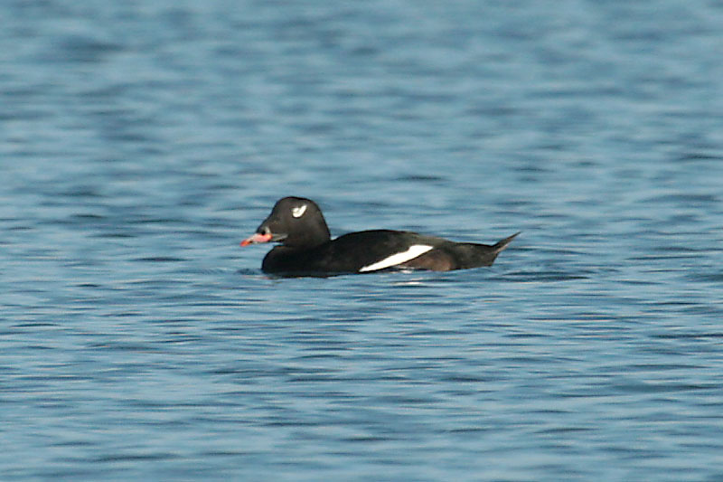White-winged Scoter