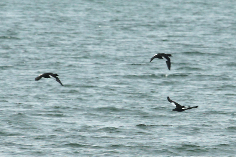 White-winged Scoters