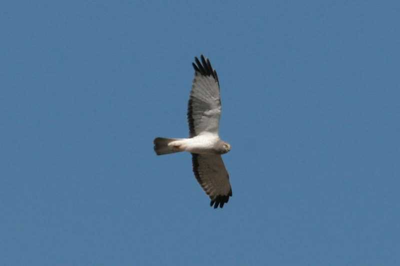 Adult Male Northern Harrier