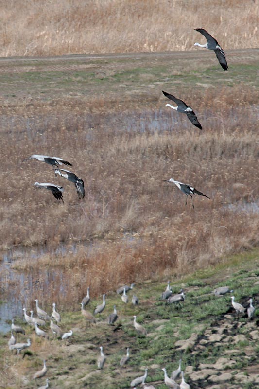 Sandhill Cranes landing