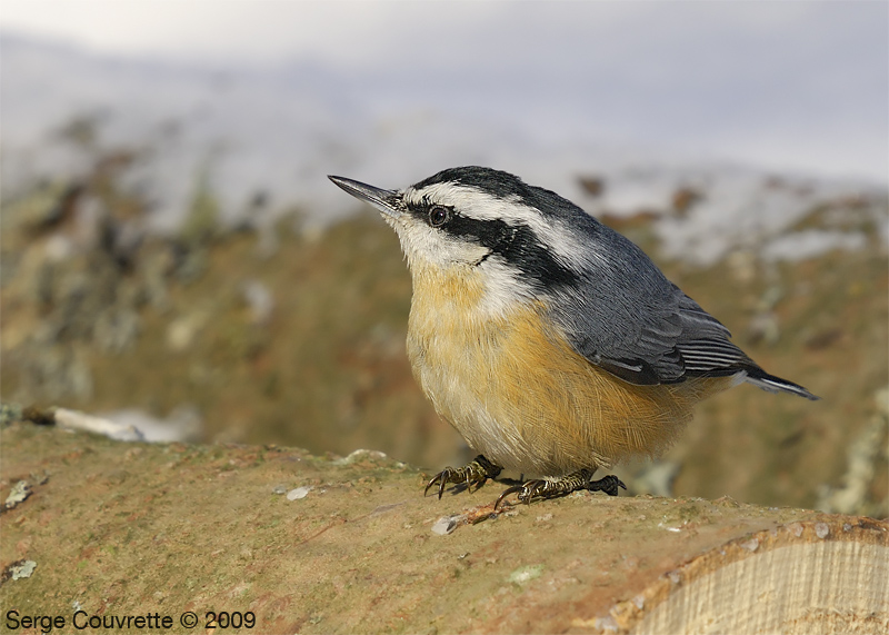 Sittelle  Poitrine Rousse / Red-Breasted Nuthatch