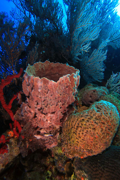 Sponges and corals