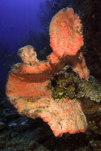 Elephant ear sponge