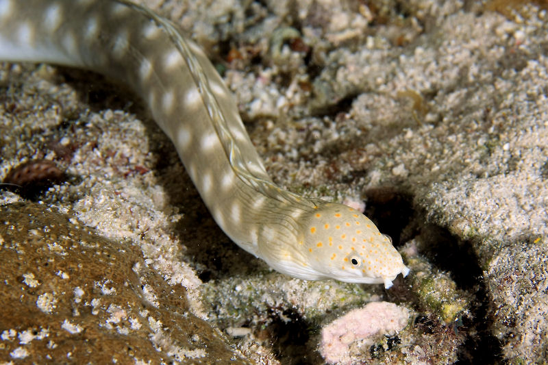 Sharptail eel