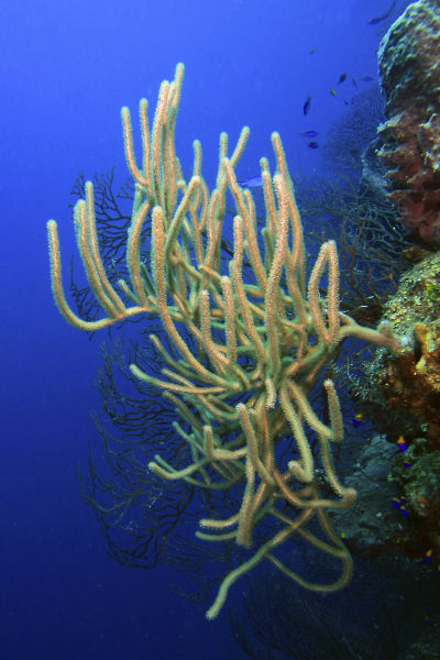 Sea rod corals
