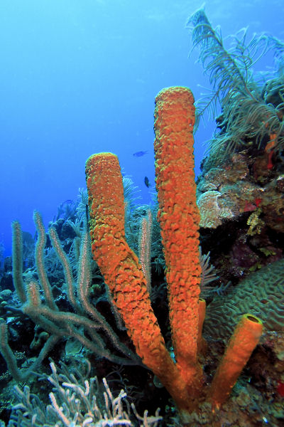 Tube sponges