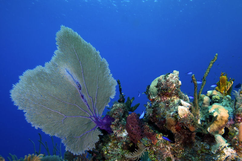 Sea fan and other corals & sponges