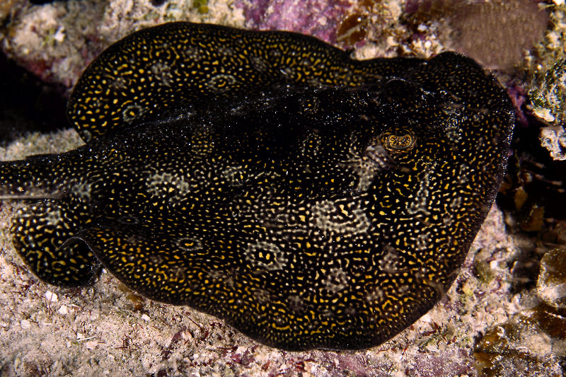 Yellow stingray
