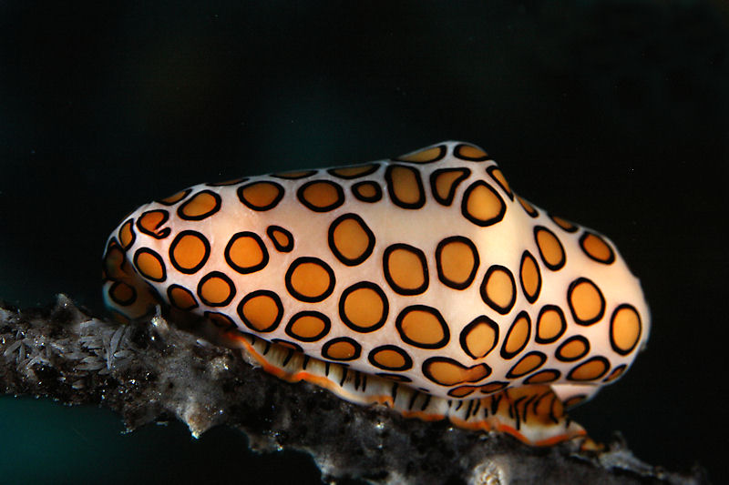 Flamingo tongue snail