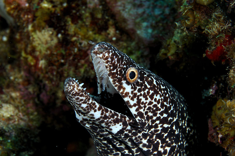 Spotted moray eel