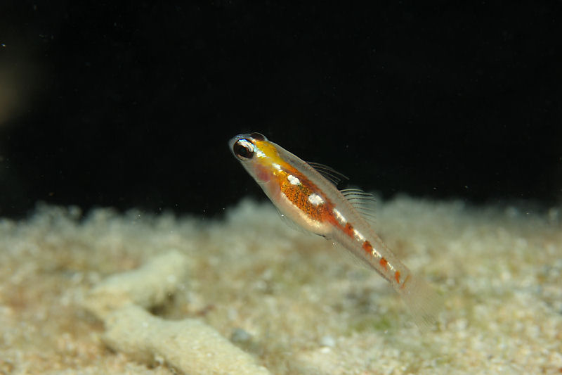 Masked goby
