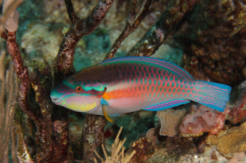 Parrotfish