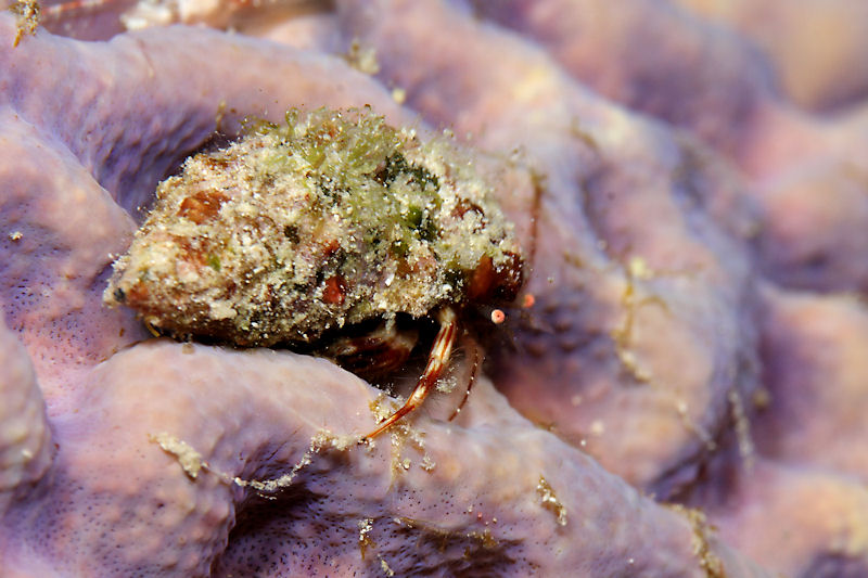 Red-stripe hermit crab
