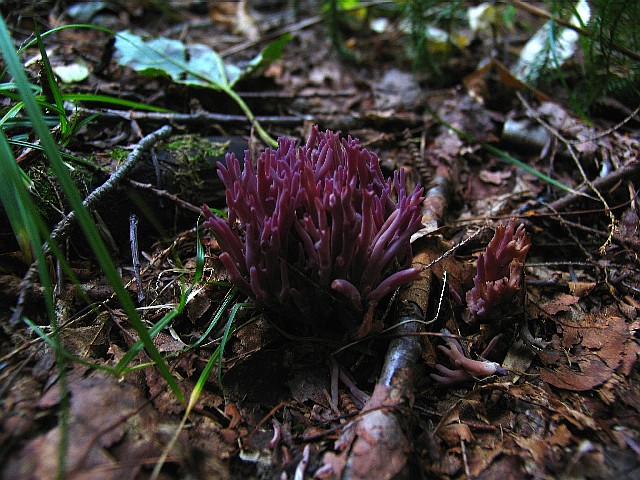 Clavulina amethystina