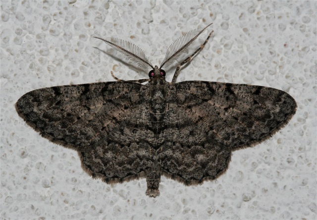 .Porcelain Gray Moth, Protoboarmia porcelaria, 6598