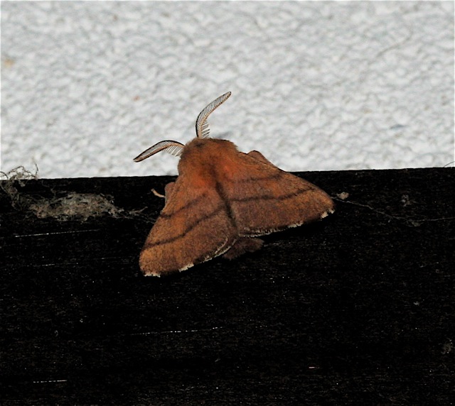 Forest Tent Caterpillar Moth