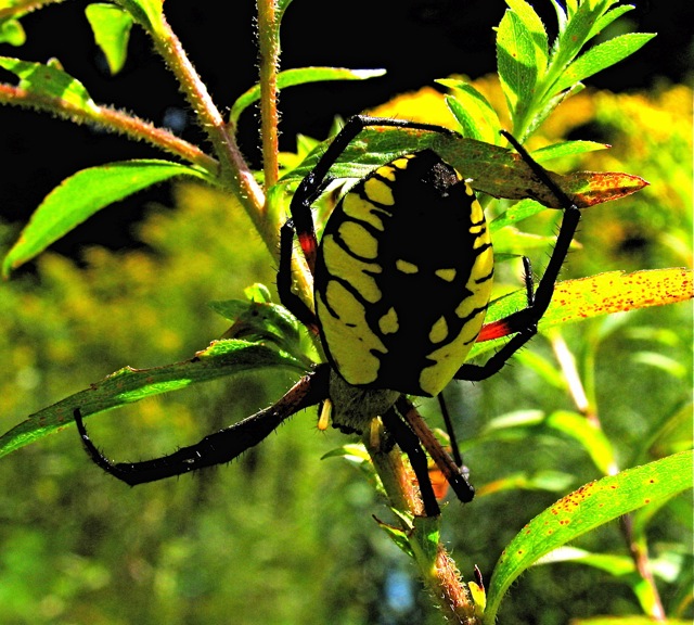 Black and Yellow Argiope