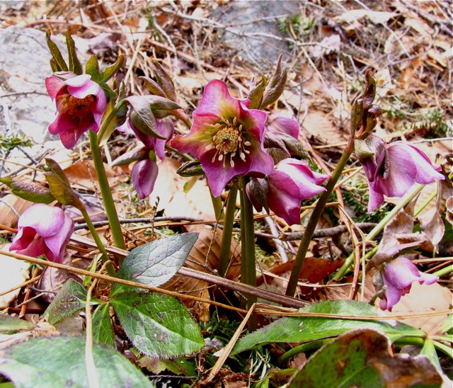 Lenten Rose