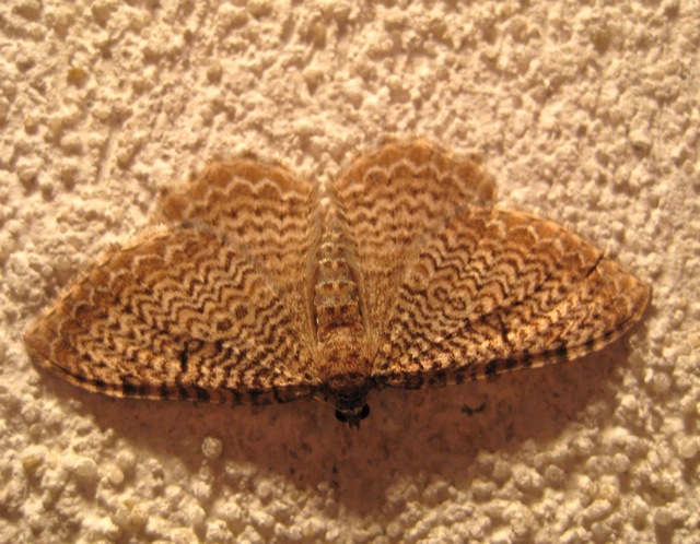 Cherry Scallop Shell, Rheumaptera prunivorata