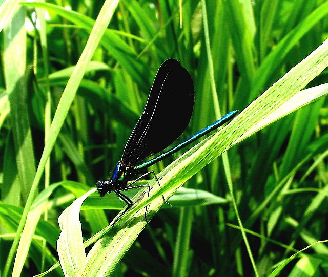 Ebony Jewelwing