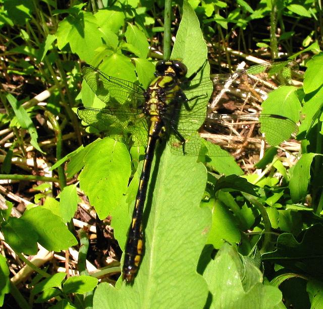 Maine Snaketail