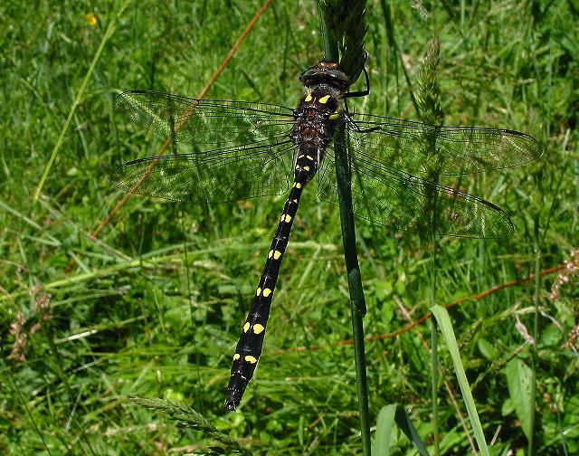 Twin-spotted Spiketail