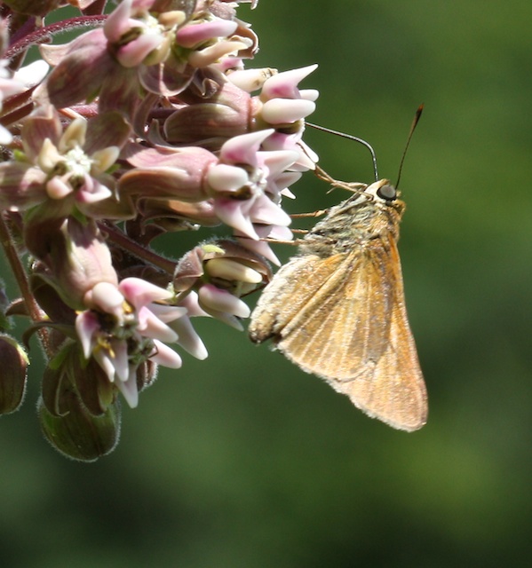 Dion Skipper