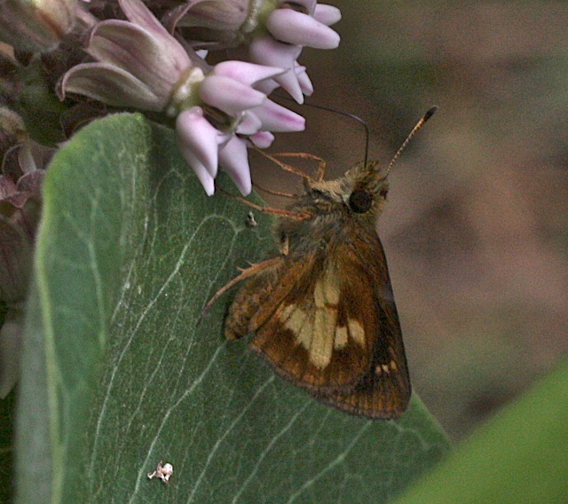 Mulberry Wing