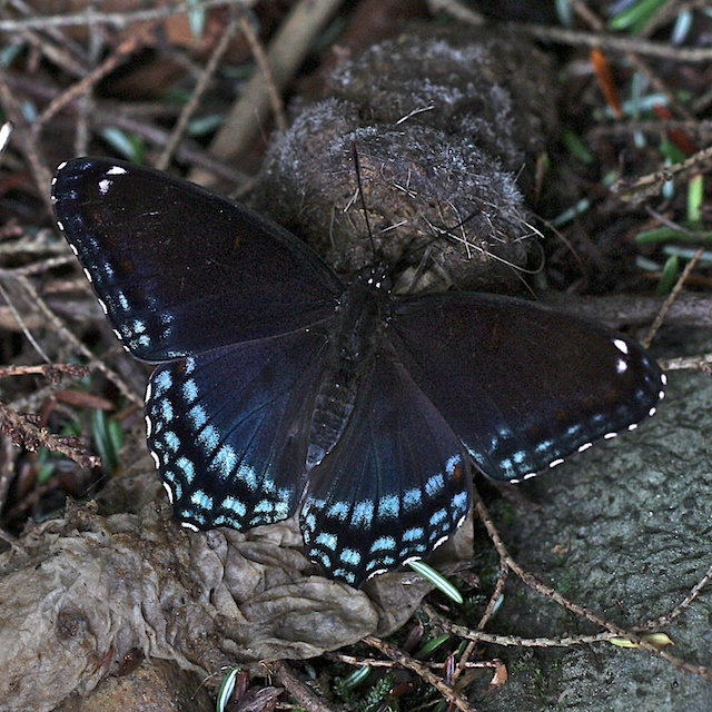 Red-spotted Purple hybrid