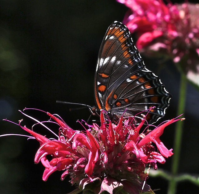 Red-spotted/White Admiral Hybrid left ventral