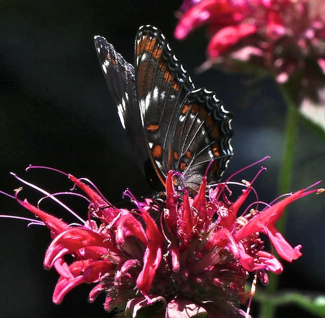 Red-spotted/White Admiral Hybrid right fore wing