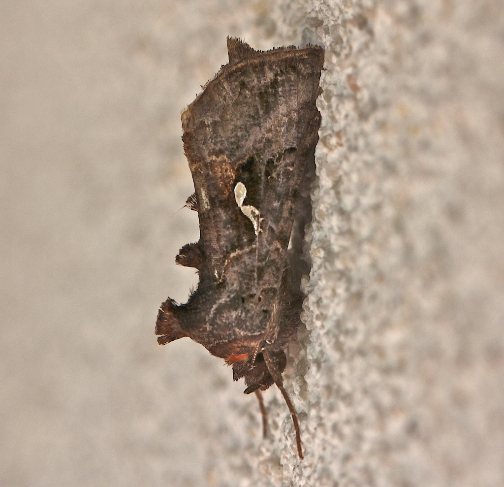 Autographa precationis, Common Looper