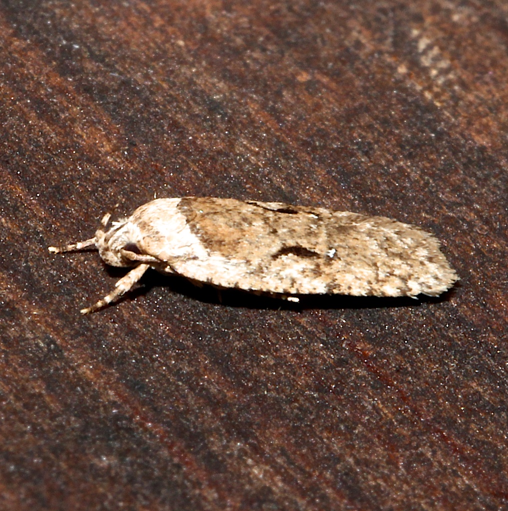 0859, Agonopterix curvilineella 