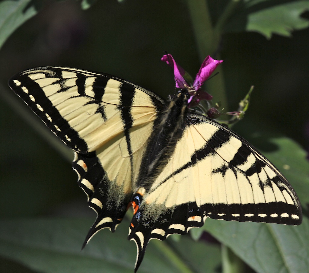 Canadian Tiger Swallowtail