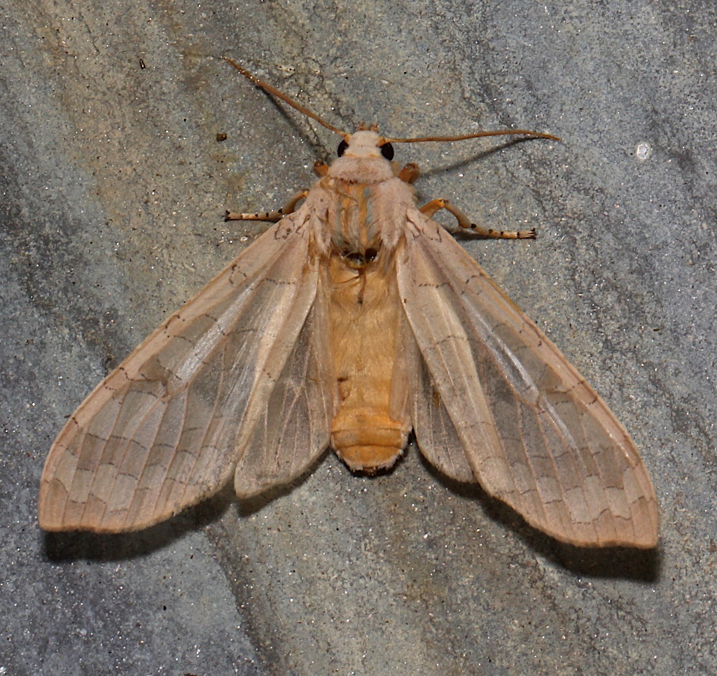 8203, Banded Tussock, open