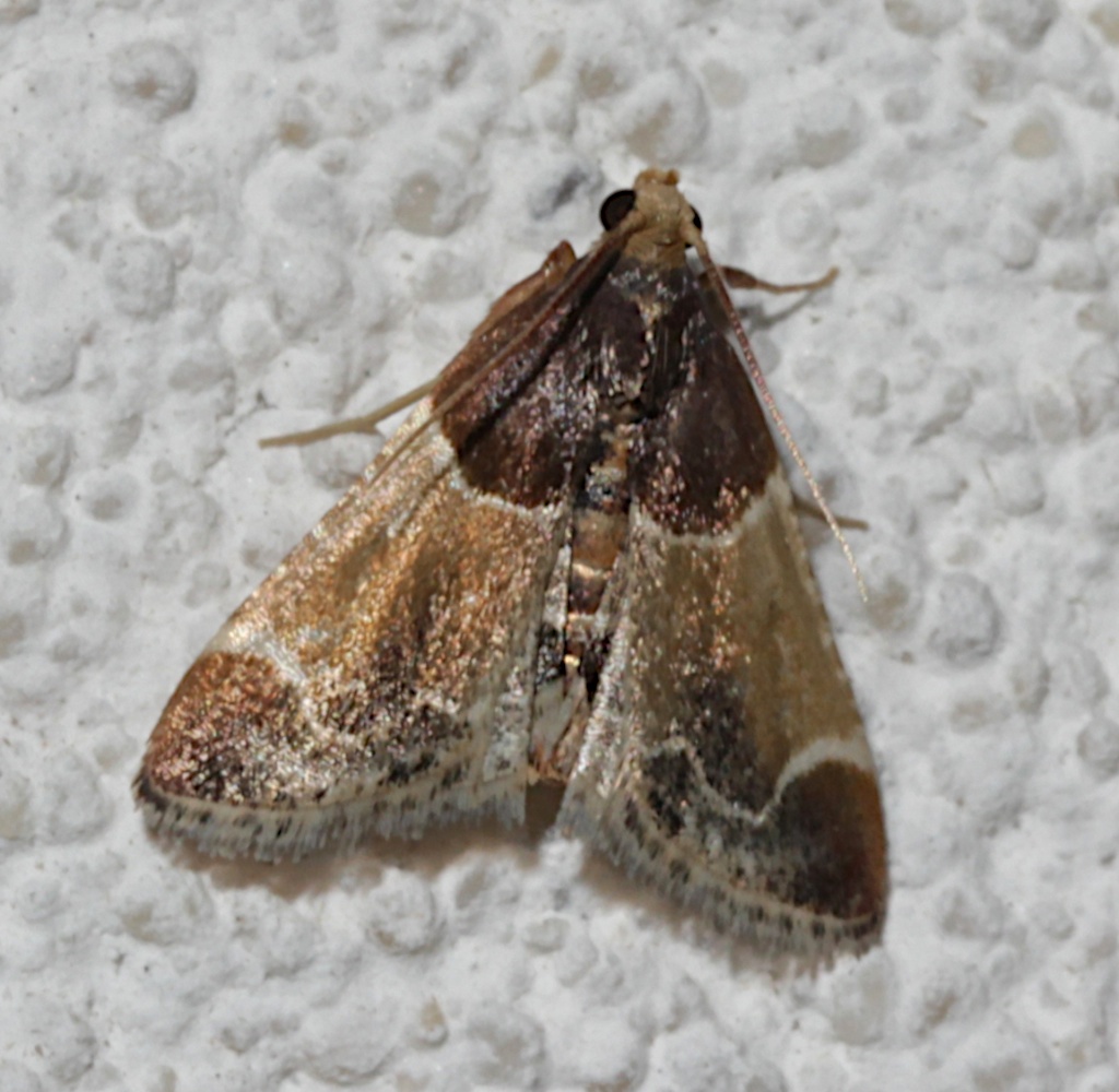 5510, Pyralis farinelis, Meal Moth