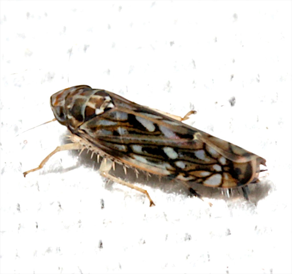 leafhopper  