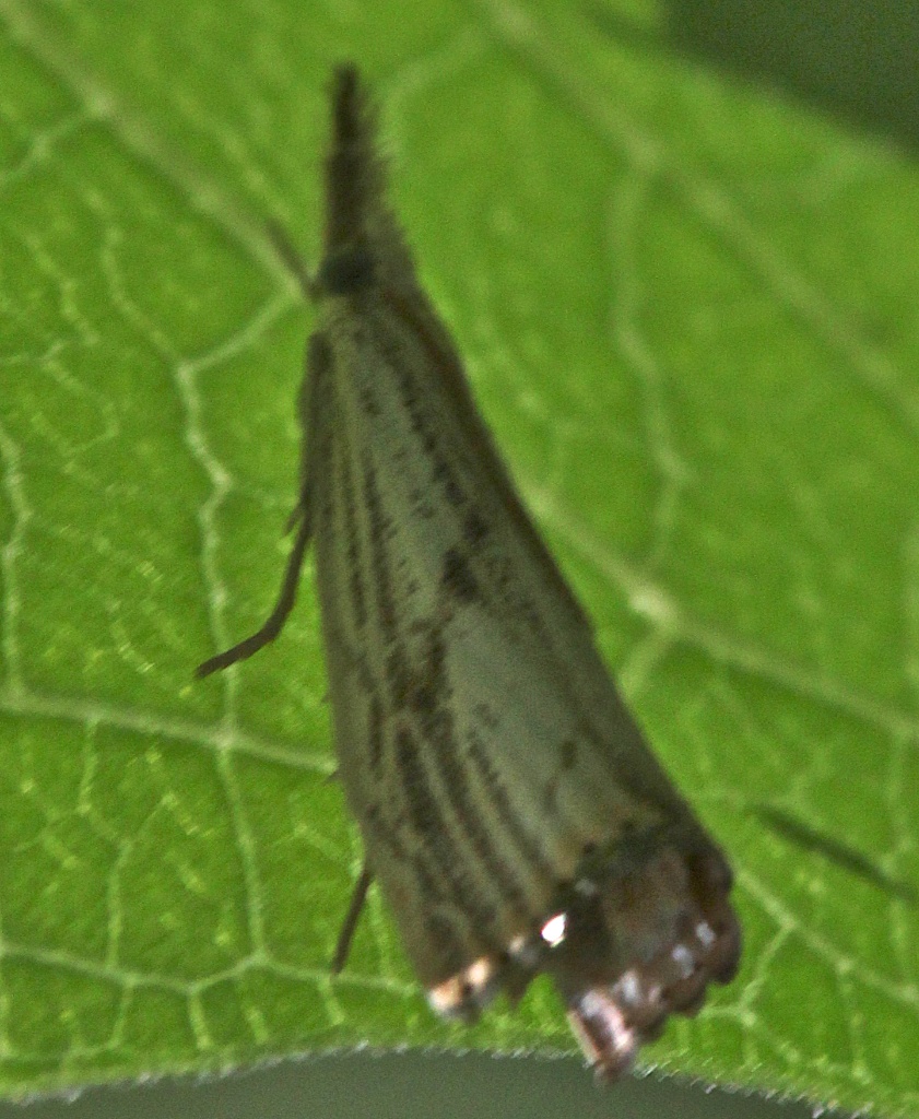 5399, Agriphila ruricolellus, Lesser Vagabond Sod Webworm