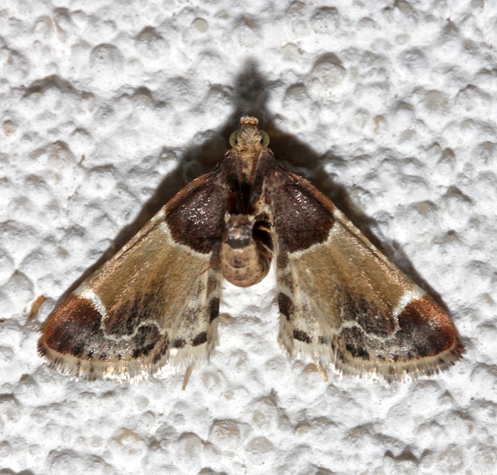 5510, Pyralis farinalis, Meal Moth  