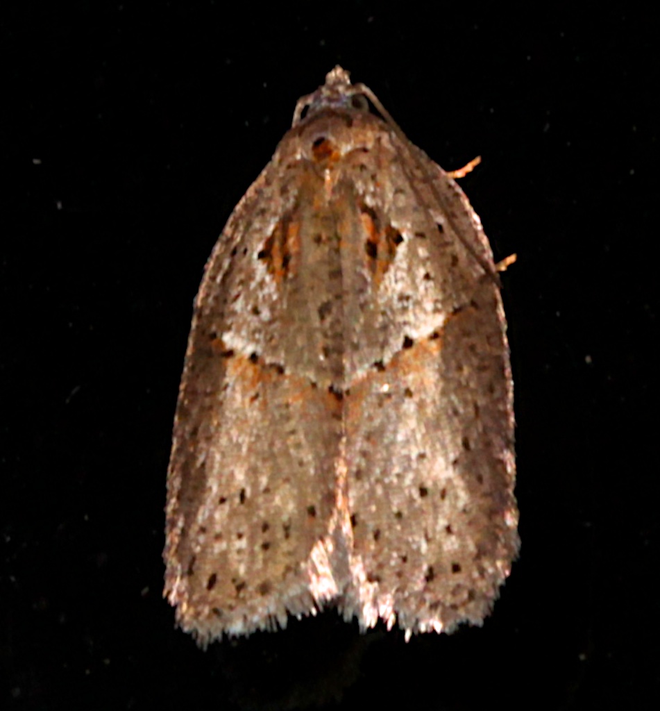 3543, Acleris maculidorsana, Stained-back Leafroller