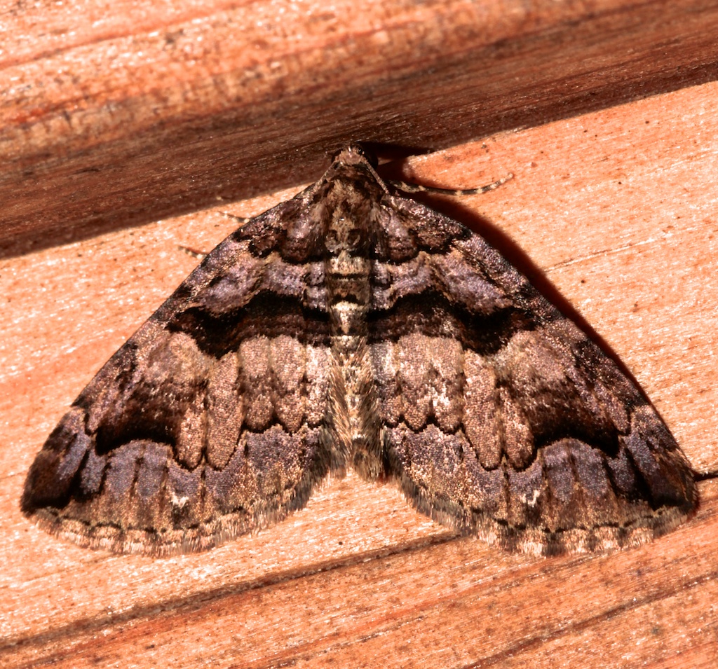 7329, Variable Carpet Moth