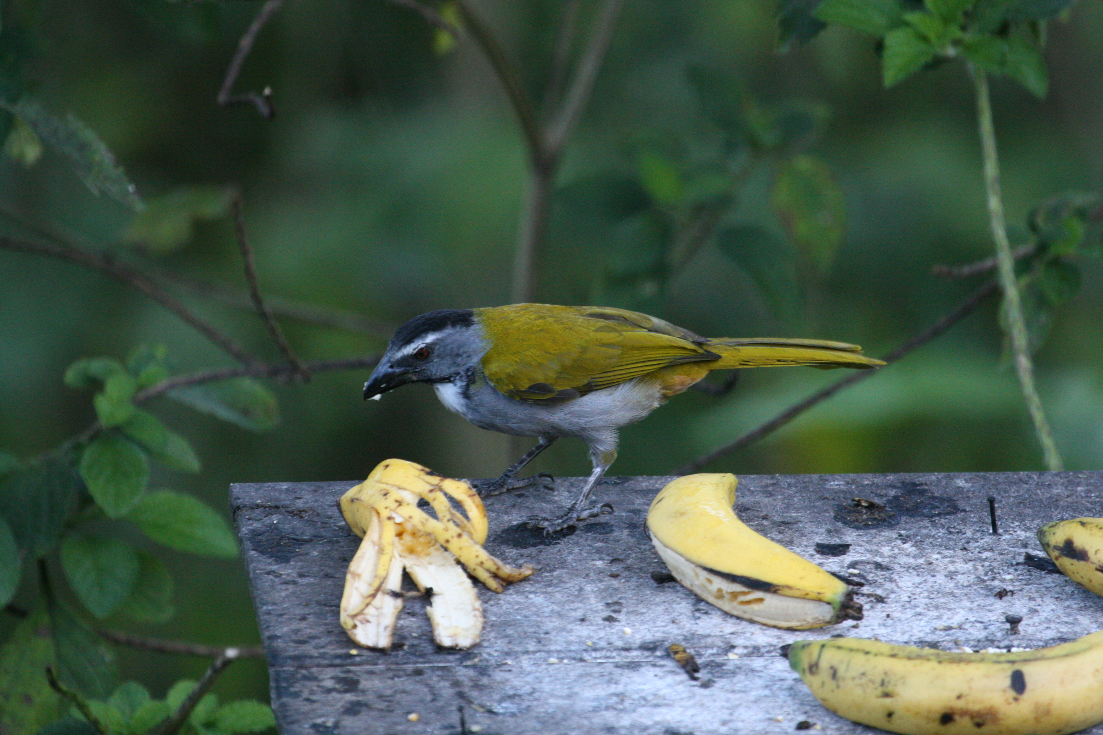 Black-Headed Saltator at Rancho Naturalista