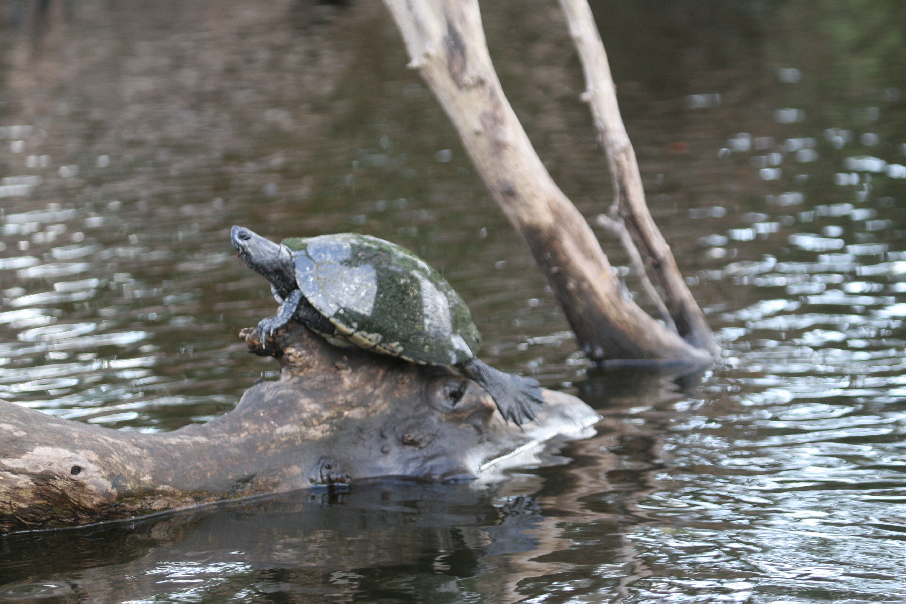 Snapping Turtle at Hatiguanico River Zapata Peninsula