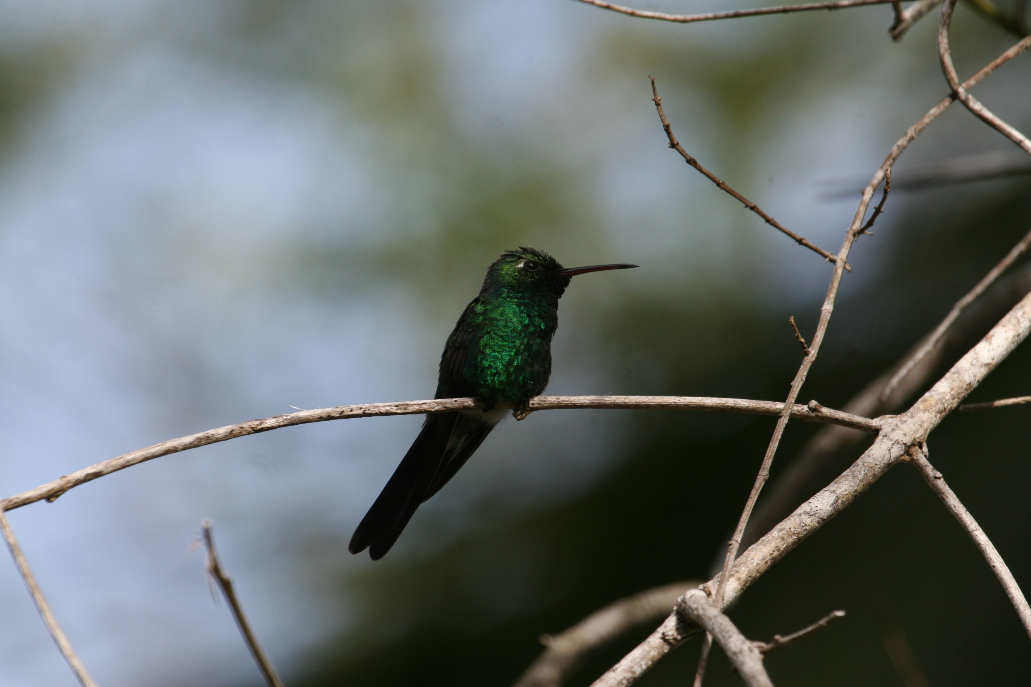 Cuban Emerald at Soroa Coffee Plantation