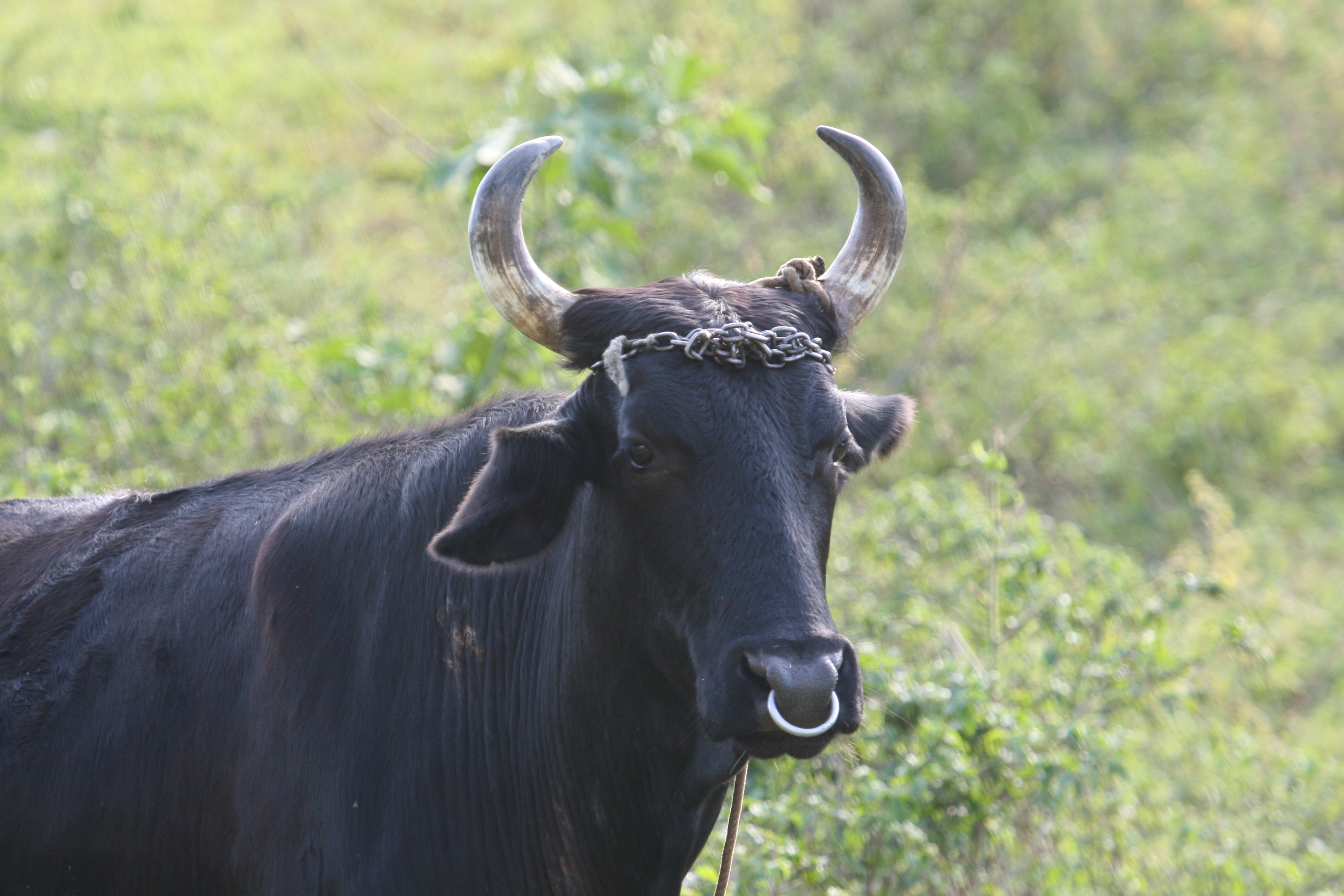 Bull at Vinales Pinar del Rio