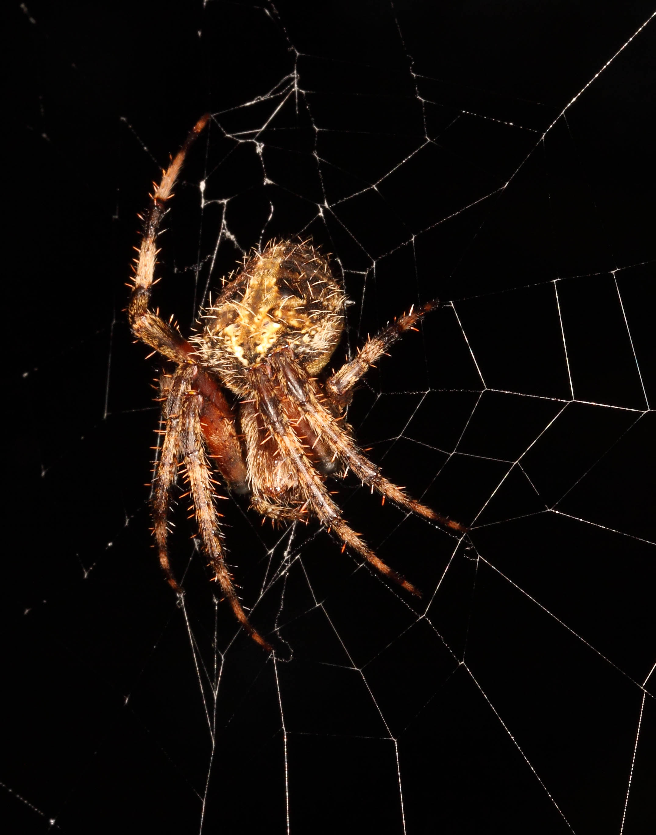 Spotted Orbweaver 001